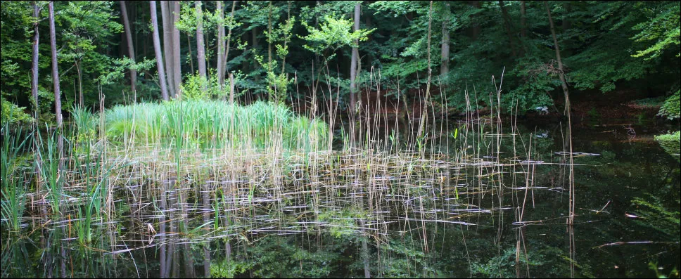 Einer der Waldteiche an der Fischerhütte