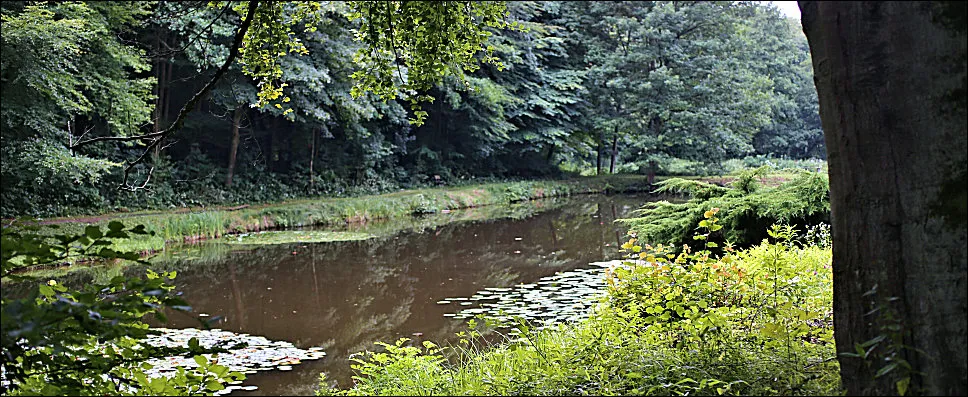 Waldteich an der Fischerhütte