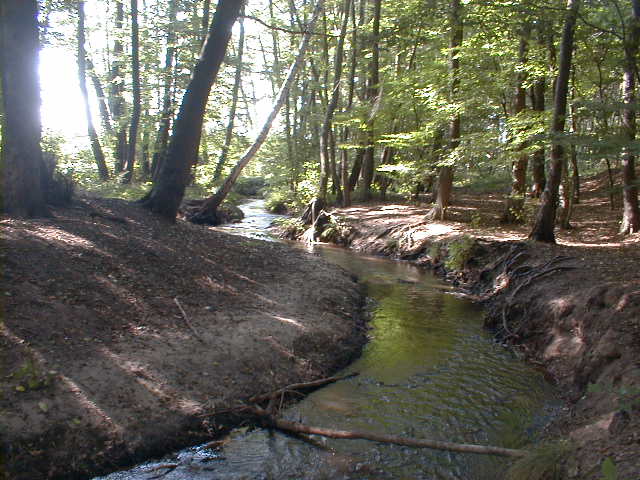 Der Darmbach am Waldrand